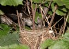 Pěnice černohlavá (Ptáci), Sylvia atricapilla (Aves)